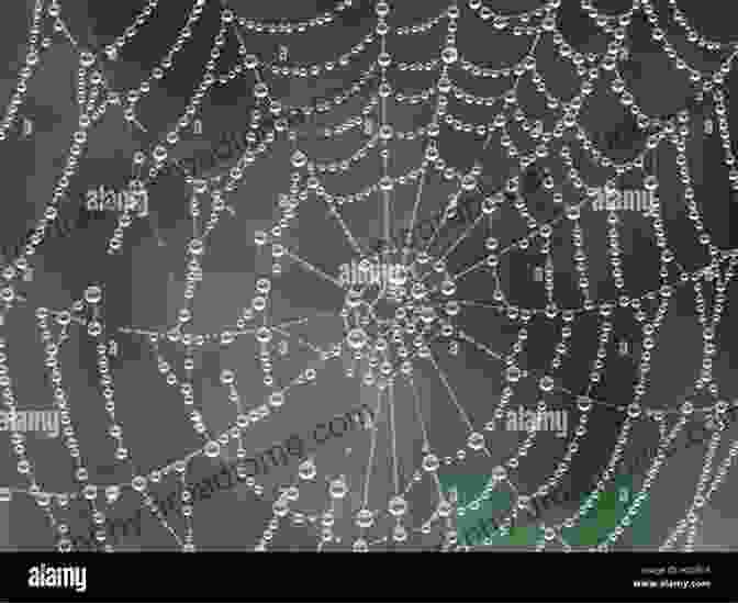 A Close Up Of A Spider's Web, Adorned With Morning Dew Droplets Like Tiny Crystals. The Stunning Photographs: The Beauty Of Nature