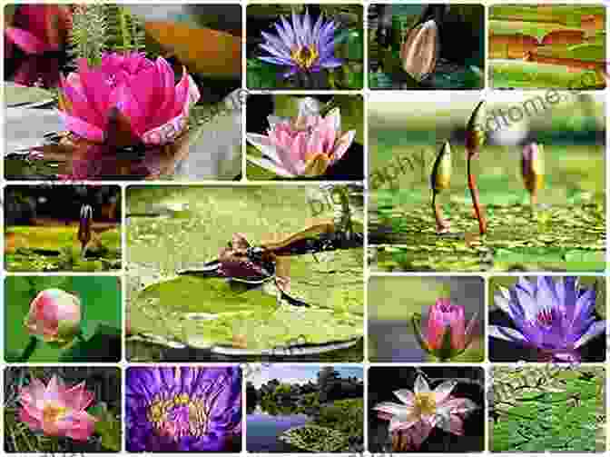 A Collage Of Diverse Water Lily Species Advances In Web Based Learning ICWL 2024 Workshops: USL 2024 IWSLL 2024 KMEL 2024 IWCWL 2024 WIL 2024 And IWEEC 2024 Kenting Taiwan October 6 9 Notes In Computer Science 8390)