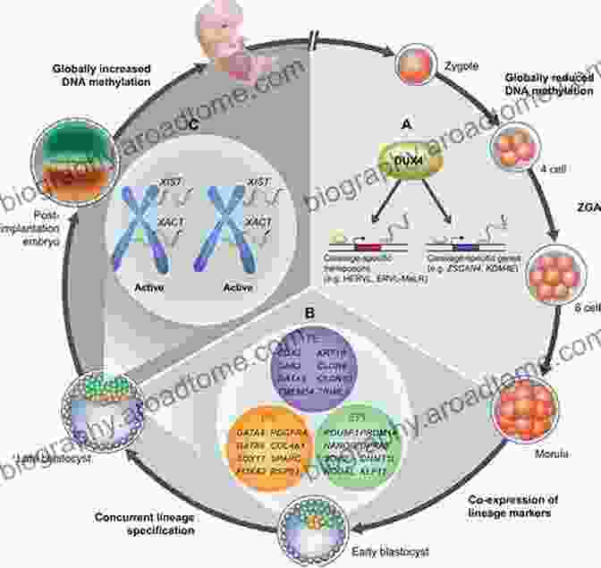 A Collage Of Scientific Images, Showcasing DNA Strands, Embryo Development, And Hormonal Interactions. Physiology In Childbearing: With Anatomy And Related Biosciences