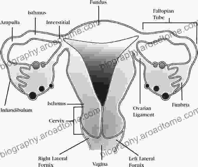 A Detailed Diagram Of The Female Reproductive System, Showcasing The Uterus, Ovaries, Fallopian Tubes, And Cervix. Physiology In Childbearing: With Anatomy And Related Biosciences