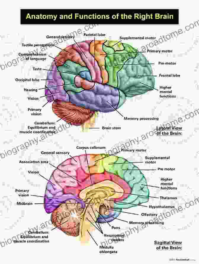 A Detailed Illustration Of The Human Brain, Showcasing Its Intricate Structure And Connections Internet Addiction: Neuroscientific Approaches And Therapeutical Interventions (Studies In Neuroscience Psychology And Behavioral Economics)