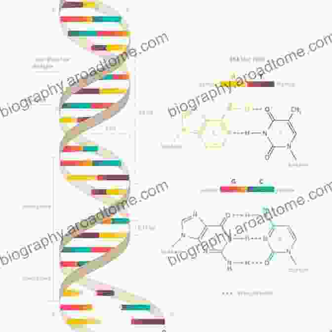 A Double Helix Model Representing DNA, The Blueprint Of Genetic Information That Holds The Key To Understanding Evolution. Life: The Leading Edge Of Evolutionary Biology Genetics Anthropology And Environmental Science (Best Of Edge Series)