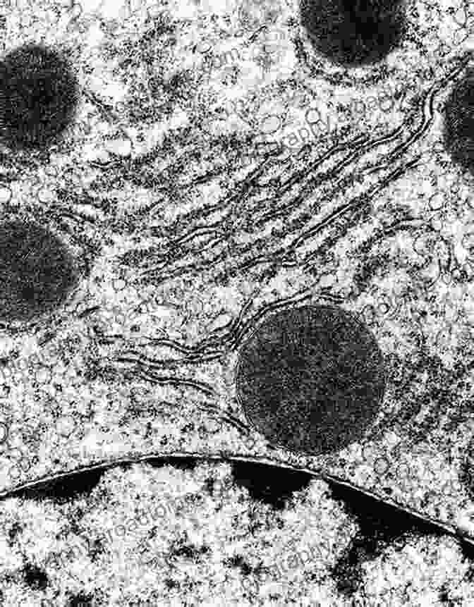 A Micrograph Of A Typical Animal Cell, Showing The Nucleus, Mitochondria, And Other Organelles. Culture Of Animal Cells: A Manual Of Basic Technique And Specialized Applications