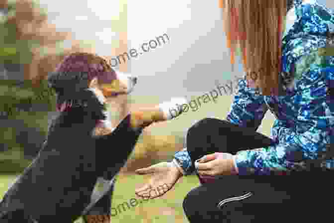 A Pet Owner Engaging In A Training Session With Their Dog Fast Facts For Stroke Care Nursing: An Expert Care Guide