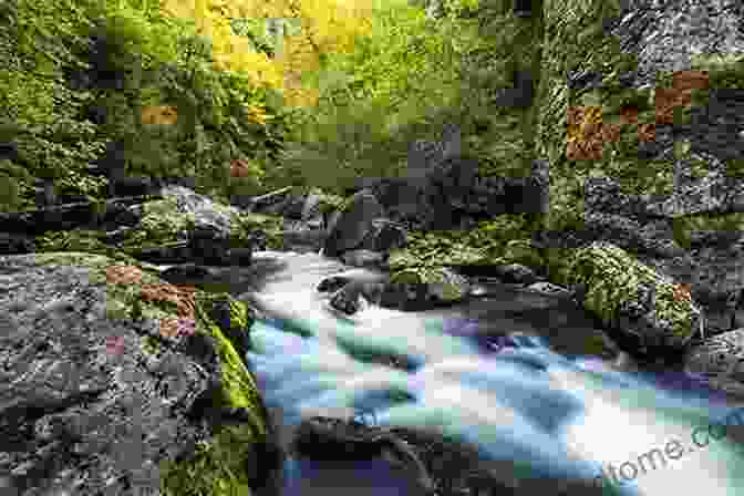 A Serene River Flowing Through A Lush Green Forest, Symbolizing The Purity And Resilience Of Love Amidst The Challenges Of Modern Society River Of Love In An Age Of Pollution: The Yamuna River Of Northern India