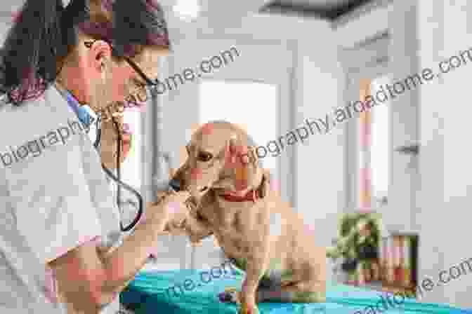 A Veterinarian Attentively Examining A Pet During A Checkup Fast Facts For Stroke Care Nursing: An Expert Care Guide