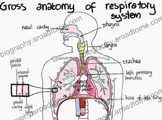 Breath Of Life: The Respiratory System Fundamentals Of Anatomy And Physiology: For Nursing And Healthcare Students