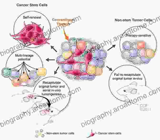 Cancer Stem Cells Within A Tumor, Showcasing Their Resistance To Traditional Therapies Stem Cell Biology In Health And Disease