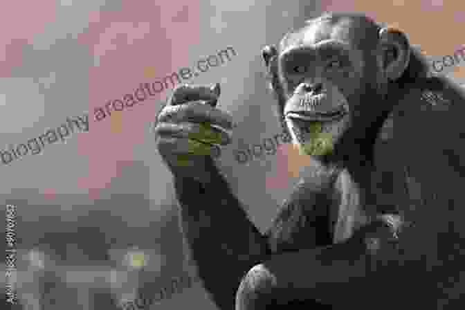 Chimpanzee Making A Gesture The Evolution Of Social Communication In Primates: A Multidisciplinary Approach (Interdisciplinary Evolution Research 1)