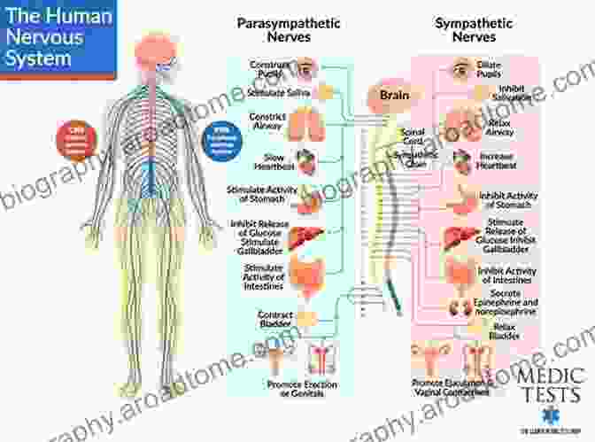 Control Center: The Nervous System Fundamentals Of Anatomy And Physiology: For Nursing And Healthcare Students