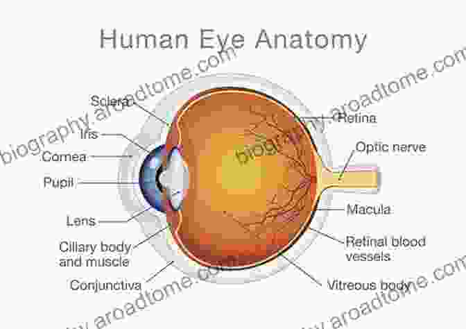 Detailed Diagram Of The Human Eye Anatomy, Showcasing The Intricate Structures And Pathways Involved In Vision. Basic Sciences For Ophthalmology (Oxford Specialty Training: Basic Science)