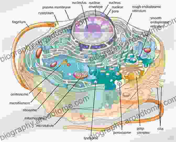 Detailed Illustration Of A Eukaryotic Cell Algae: Anatomy Biochemistry And Biotechnology Second Edition (Routledge Studies In Science Technology And Society 14)