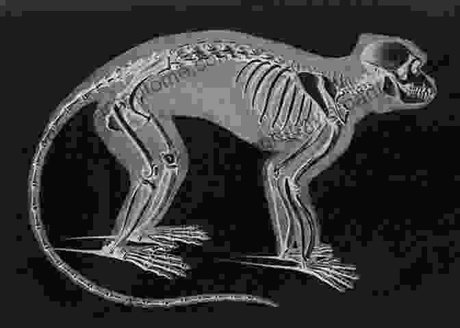 Detailed Illustration Of A Rhesus Macaque Skeleton, Showcasing The Intricate Structure And Adaptations That Enable Their Diverse Locomotion And Behaviors. Bones Genetics And Behavior Of Rhesus Macaques: Macaca Mulatta Of Cayo Santiago And Beyond (Developments In Primatology: Progress And Prospects)