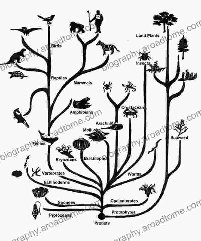 Diagram Illustrating The Evolution Of Species Biosphere Origin And Evolution