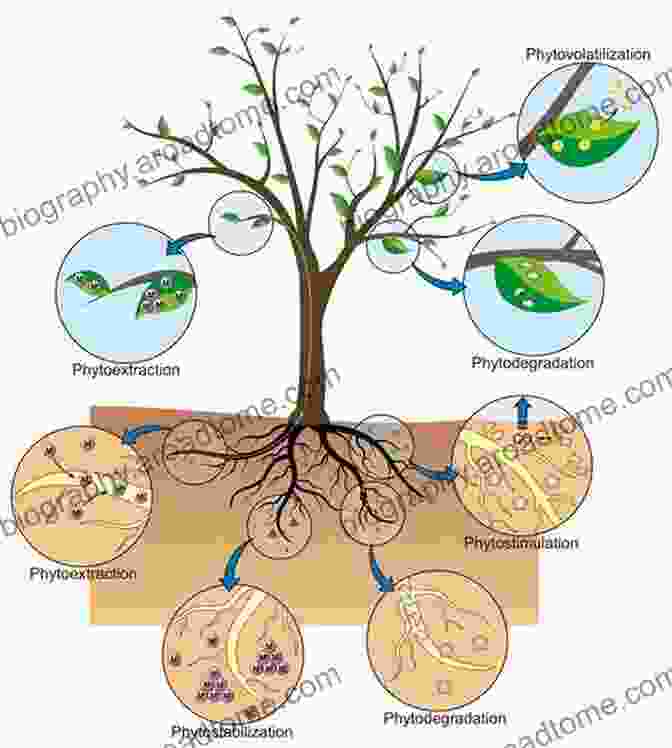 Diagram Of The Phytoremediation Process, Highlighting The Role Of Plants In Absorbing, Degrading, And Containing Contaminants. Phytoremediation For Green Energy