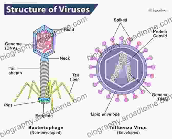 Diagram Of Viral Structure, Including Capsid, Envelope, And Genetic Material Viral Pathogenesis: From Basics To Systems Biology