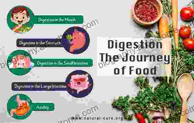 Digestive Odyssey: The Journey Of Food Fundamentals Of Anatomy And Physiology: For Nursing And Healthcare Students