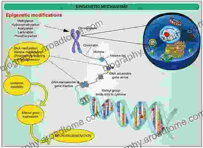 DNA Methylation Epigenetics In Human Disease (Translational Epigenetics 6)