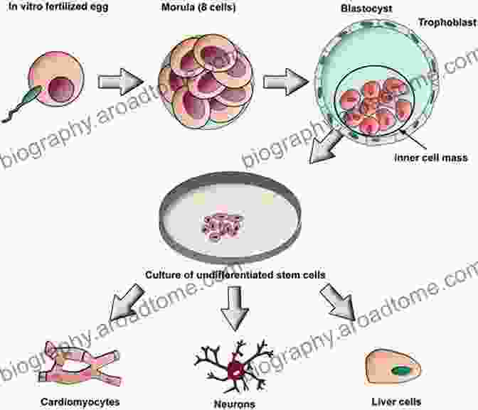 Embryonic Stem Cells In A Culture Dish, Demonstrating Their Ability To Differentiate Into Various Cell Types Stem Cell Biology In Health And Disease