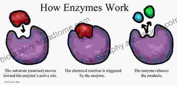 Enzymes Accelerate Biochemical Reactions, Breaking Down Complex Carbohydrates Into Fermentable Sugars. Lignocellulose Conversion: Enzymatic And Microbial Tools For Bioethanol Production