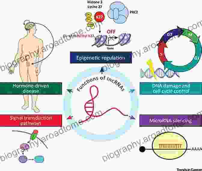 Epigenetics In Cancer Epigenetics In Human Disease (Translational Epigenetics 6)