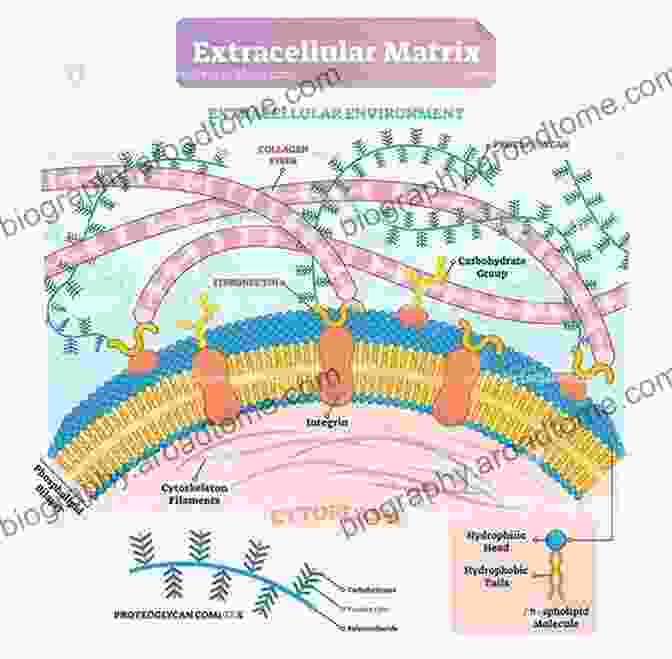 Extracellular Matrix Illustration Extracellular Matrix In Development (Biology Of Extracellular Matrix)