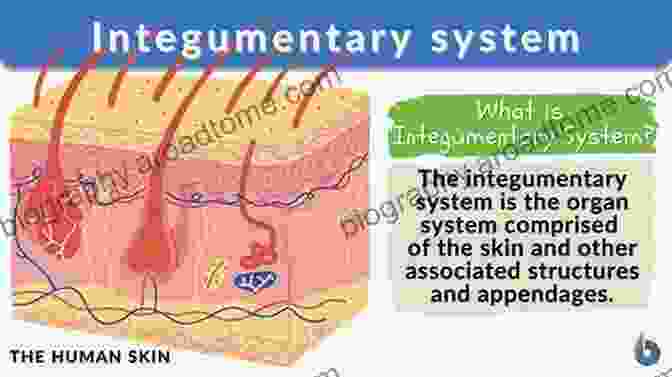 Guarding The Body: The Integumentary System Fundamentals Of Anatomy And Physiology: For Nursing And Healthcare Students