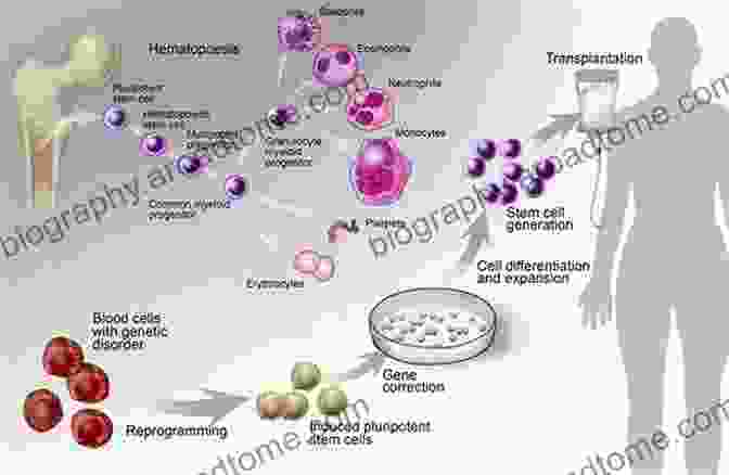 Hematopoietic Stem Cell Transplantation Involves Replacing Diseased Or Damaged Stem Cells With Healthy Ones. Hematopoietic Stem Cell Biology (Stem Cell Biology And Regenerative Medicine)