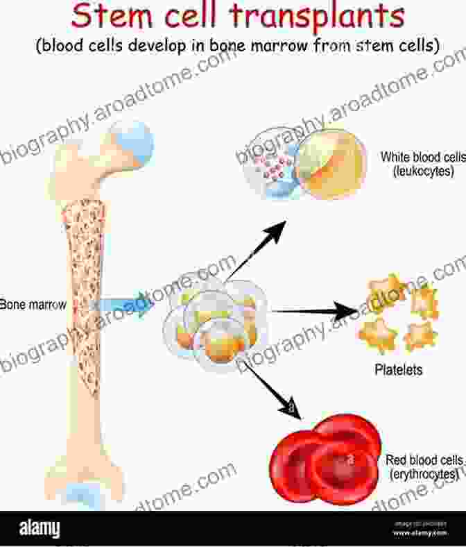 Hematopoietic Stem Cells Reside In The Bone Marrow And Give Rise To All Blood Cells. Hematopoietic Stem Cell Biology (Stem Cell Biology And Regenerative Medicine)