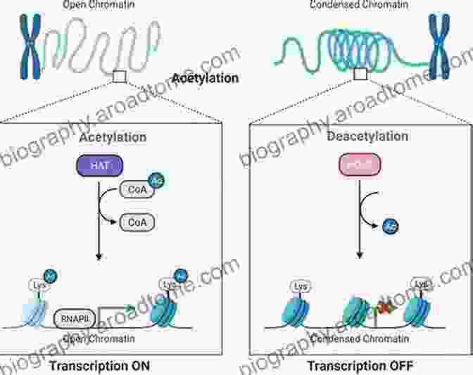 Histone Acetylation Epigenetics In Human Disease (Translational Epigenetics 6)