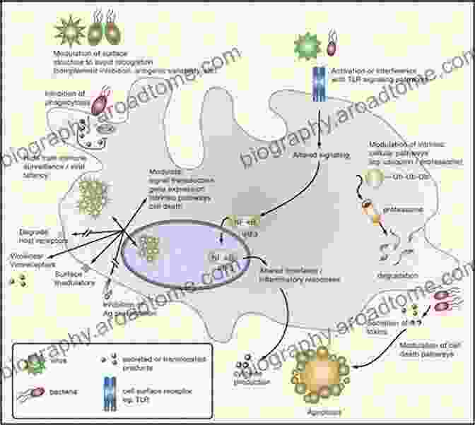 Illustration Of A Virus Evading The Immune System By Disguising Itself As A Host Cell Viral Pathogenesis: From Basics To Systems Biology