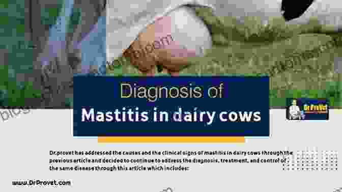 Image Depicting The Various Causes Of Mastitis In Dairy Herds Mastitis Control In Dairy Herds (Cabi)