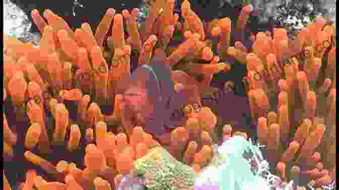 Image Of A Coral Reef, An Example Of Symbiosis Biosphere Origin And Evolution