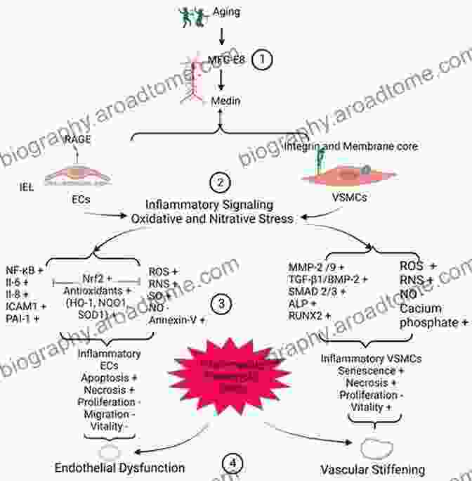 Inflammation And Mfg E8 MFG E8 And Inflammation