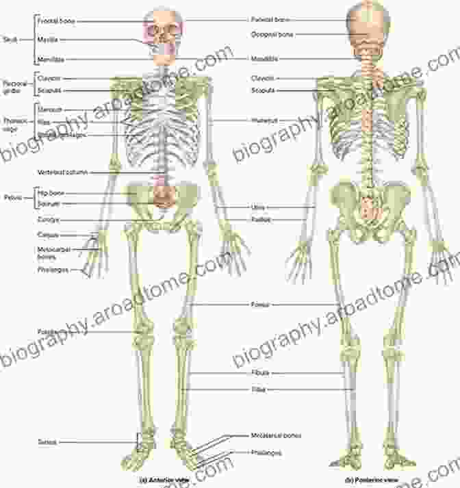 Intricate Bone Structure Of The Human Skeleton Fundamentals Of Anatomy And Physiology: For Nursing And Healthcare Students