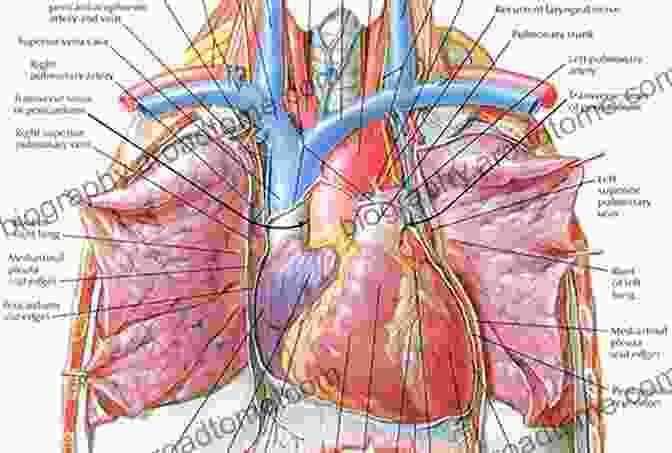 Intricate Illustration Of The Human Heart By Frank H. Netter, M.D. Netter S Essential Physiology E Book: With STUDENT CONSULT Online Access (Netter Basic Science)