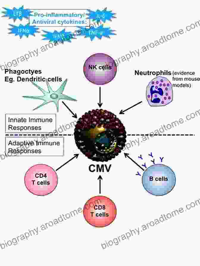 Latent HCMV Infection In A Human Cell Human Cytomegalovirus (Current Topics In Microbiology And Immunology 325)