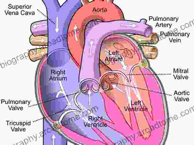 Life Giving Pump: The Heart And Circulatory System Fundamentals Of Anatomy And Physiology: For Nursing And Healthcare Students