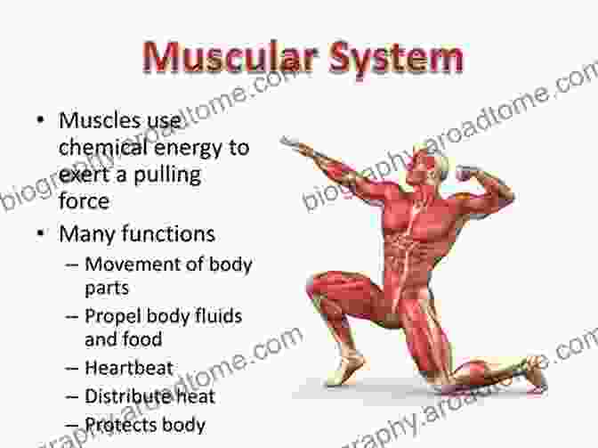 Muscular System Powerhouse: Muscles In Action Fundamentals Of Anatomy And Physiology: For Nursing And Healthcare Students