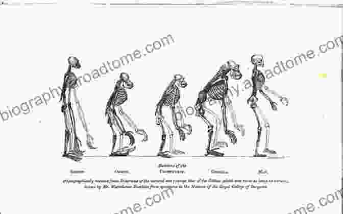 Nonhuman Primate Anatomy Comparison With Human Anatomy Nonhuman Primates In Biomedical Research: Biology And Management (American College Of Laboratory Animal Medicine 1)