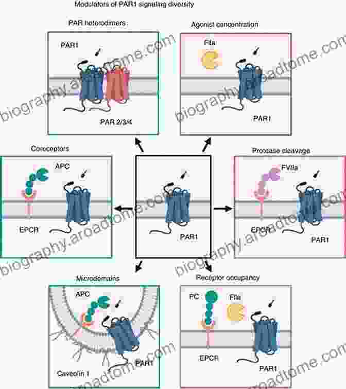 PAR Signaling Proteases And Their Receptors In Inflammation (Progress In Inflammation Research)