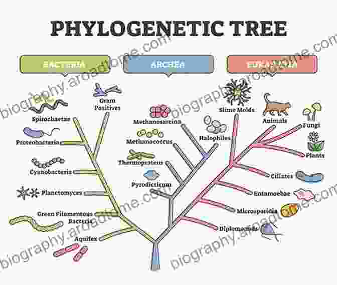 Phylogenetic Tree Depicting Evolutionary Relationships The Phylogenetic Handbook: A Practical Approach To Phylogenetic Analysis And Hypothesis Testing