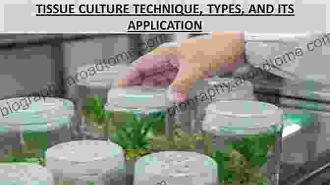 Plant Breeding Using Tissue Culture Techniques Plant Tissue Culture: An Introductory Text