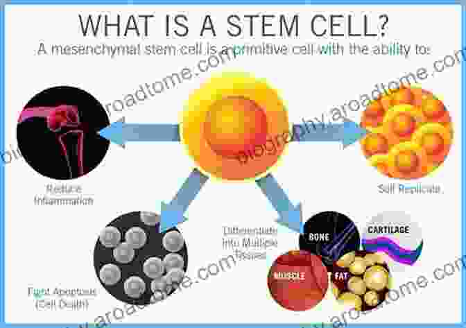 Stem Cell Therapy Being Administered To A Patient, Highlighting Its Potential To Repair Damaged Tissues Stem Cell Biology In Health And Disease