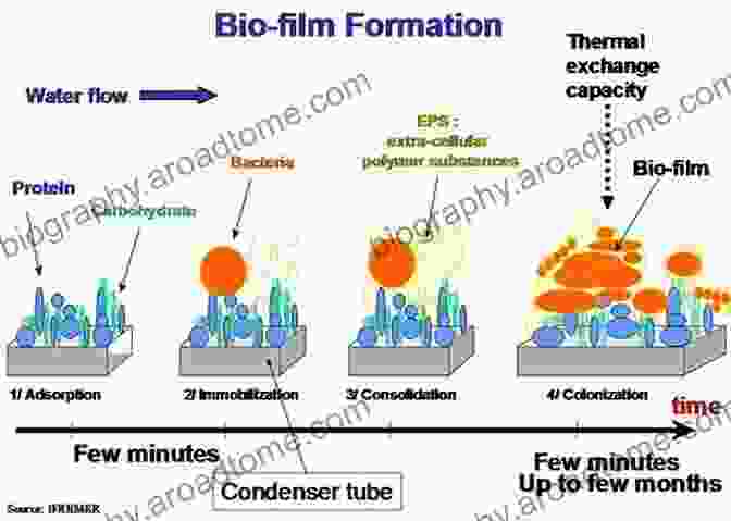 Structure Of A Biofilm Biofilm Based Healthcare Associated Infections: Volume I (Advances In Experimental Medicine And Biology 830)