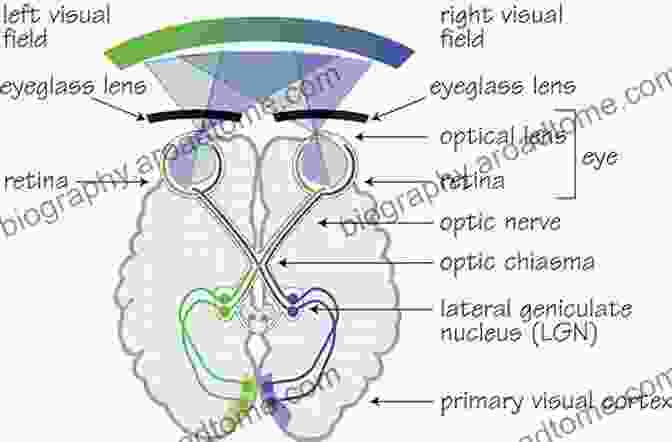 Visual Representation Of The Eye's Physiological Processes, Illustrating The Harmonious Interplay Of Structures And Functions. Basic Sciences For Ophthalmology (Oxford Specialty Training: Basic Science)