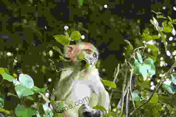 Vivid Depiction Of Rhesus Macaques Engaging In Diverse Social Behaviors, From Intricate Grooming Rituals To Territorial Disputes, Showcasing The Complexities Of Their Social Organization And Communication. Bones Genetics And Behavior Of Rhesus Macaques: Macaca Mulatta Of Cayo Santiago And Beyond (Developments In Primatology: Progress And Prospects)