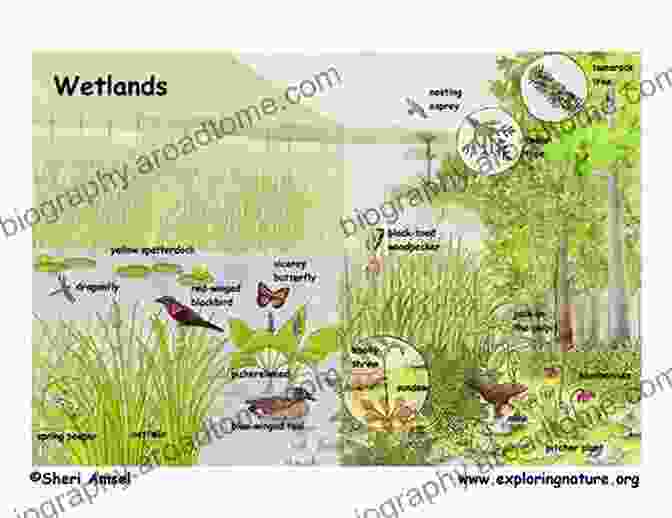 Wetland Organisms Wetland Techniques: Volume 2: Organisms