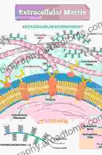 Extracellular Matrix In Development (Biology Of Extracellular Matrix)