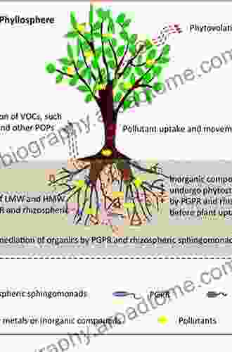 Phytoremediation For Green Energy